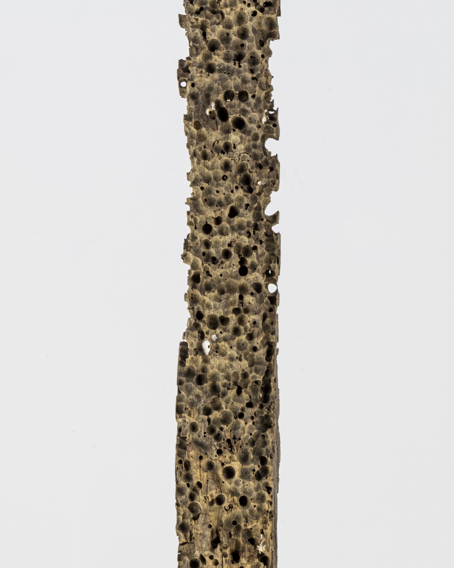 Barnacle-Eaten Iron-Wood Jetty-Beam